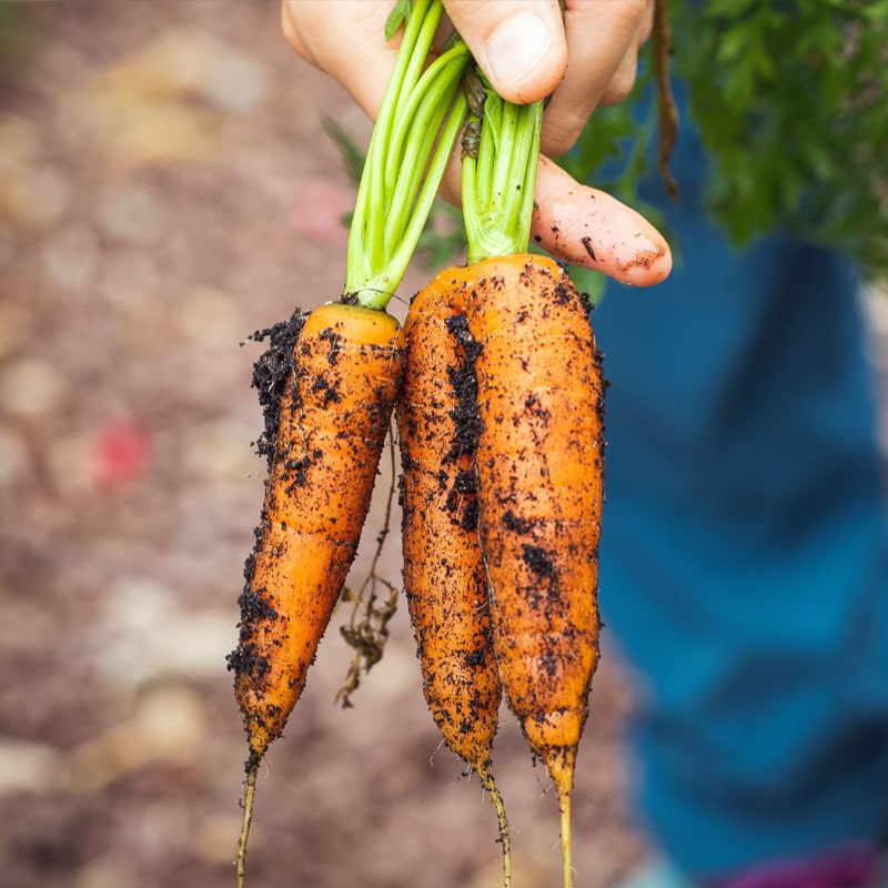 The Benefits of Eating Organic Food 🌱🥦